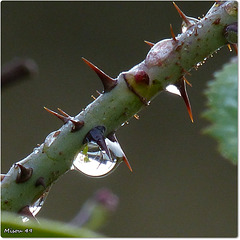 MON JARDIN