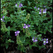 Scutellaria alpina , scutellaire des Alpes