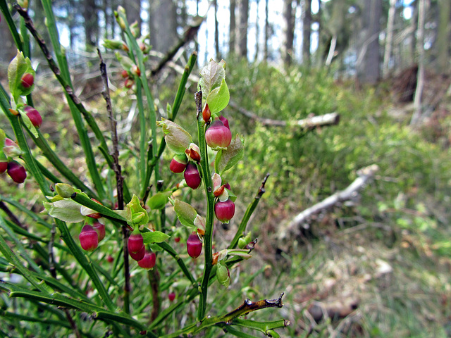 Bilberry – (Vaccinium Myrtillus) in Springtime (1 x PiP)