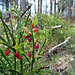 Bilberry – (Vaccinium Myrtillus) in Springtime (1 x PiP)