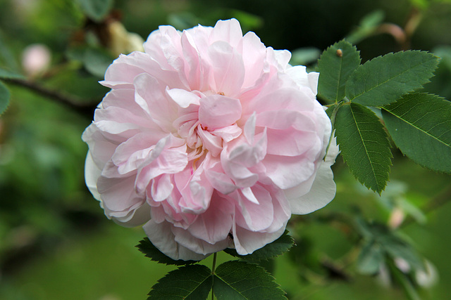 Today in the garden.  Rose - Stanwell Perpetual