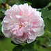 Today in the garden.  Rose - Stanwell Perpetual
