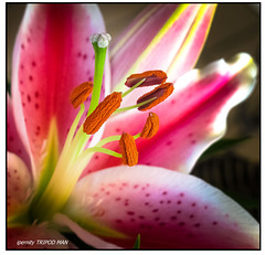 Lilien satt - - -