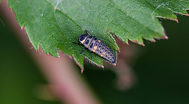 20110519 2825RMw [D~MI] Marienkäfer-Larve, Großes Torfmoor, Hille-1
