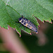 20110519 2825RMw [D~MI] Marienkäfer-Larve, Großes Torfmoor, Hille-1