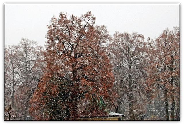 ❆Ich hätte im Bett bleiben sollen... ❆❆ I should have stayed in bed...❆