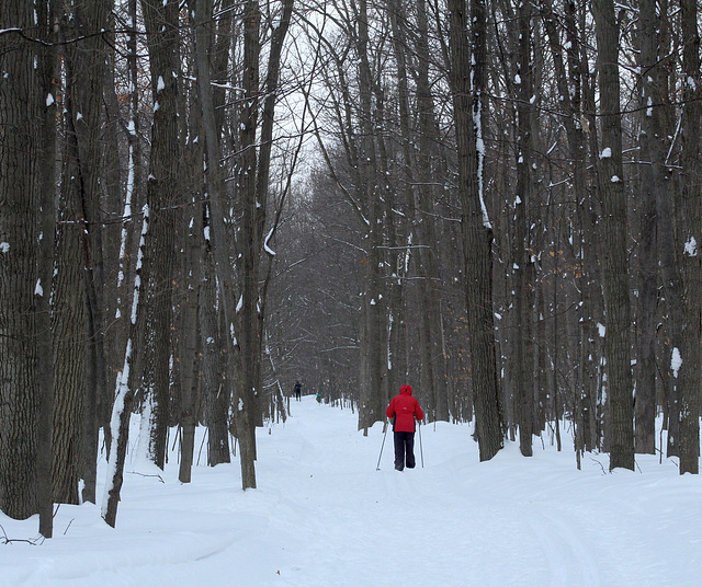 promenons-nous dans les bois