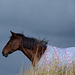 Horse on Cown Edge