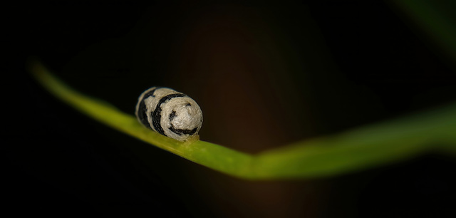 Das Kokon einer Schlupfwespen (Ichneumonidae) habe ich unter einen Grashalm entdeckt :)) I discovered the cocoon of a parasitic wasp (Ichneumonidae) under a blade of grass :))  J'ai découvert le cocon