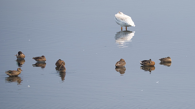 on the shallows