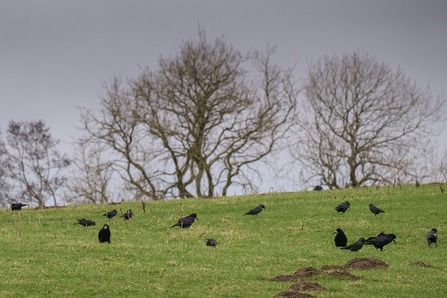 Mostly Rooks