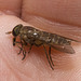 IMG 2429 Horsefly-5