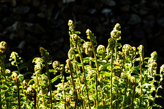 5D3 0220-FHD