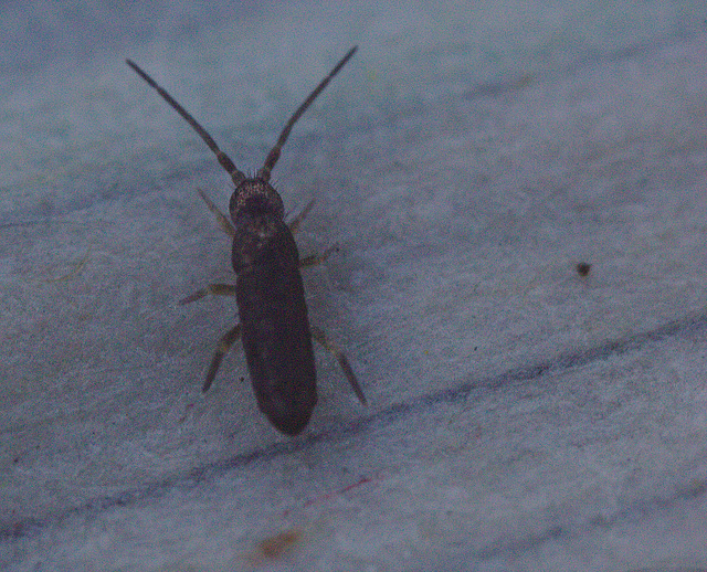 IMG 0741springtail 04