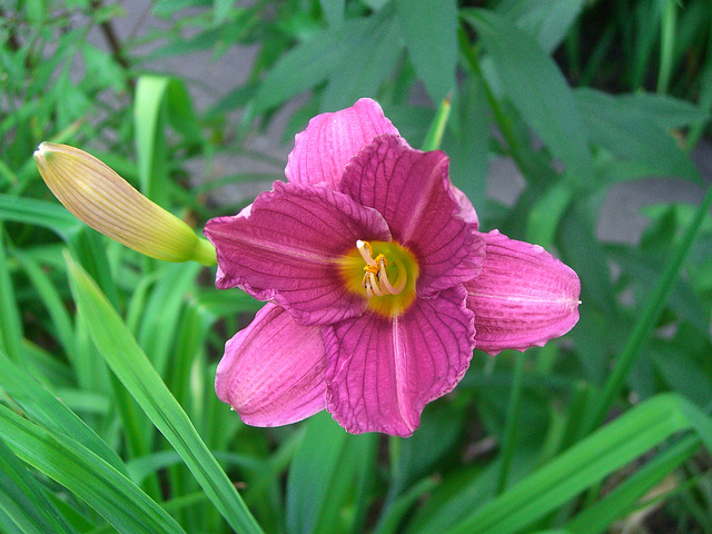 110 Hemerocallis- Neuzüchtung