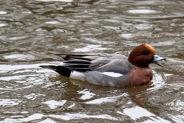 Wigeon