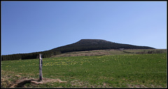 Prairies à jonquilles