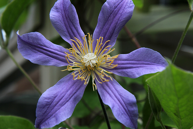 Today in the garden