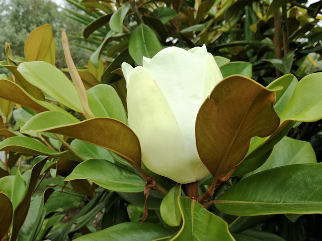 The magnolia of all photos