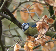 Blue tit (6)
