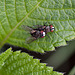 20110519 2828RMw [D~MI] Fliege, Großes Torfmoor, Hille-1