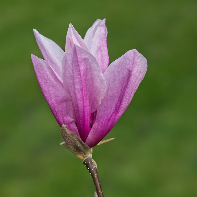 Magnolia