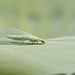 chrysopa oculata