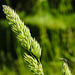 20230531 0358CPw [D~LIP] Gewöhnliches Knaulgras (Dactylis glomerata agg), UWZ, Bad Salzuflen