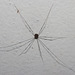 IMG 2431 Harvestman-1