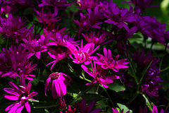5D3 0212-FHD