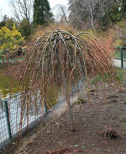 Saule marsault pleureur  (2) 1024