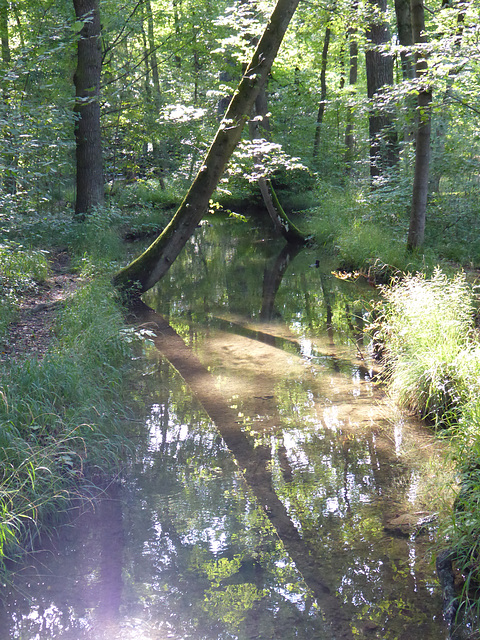 Schlosspark Nymphenburg