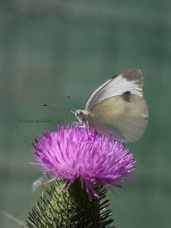 Die Distel und der Schmetterling