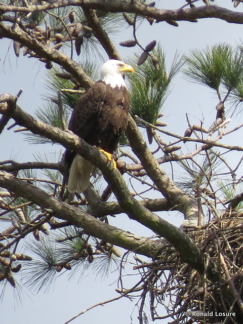 Bald eagle