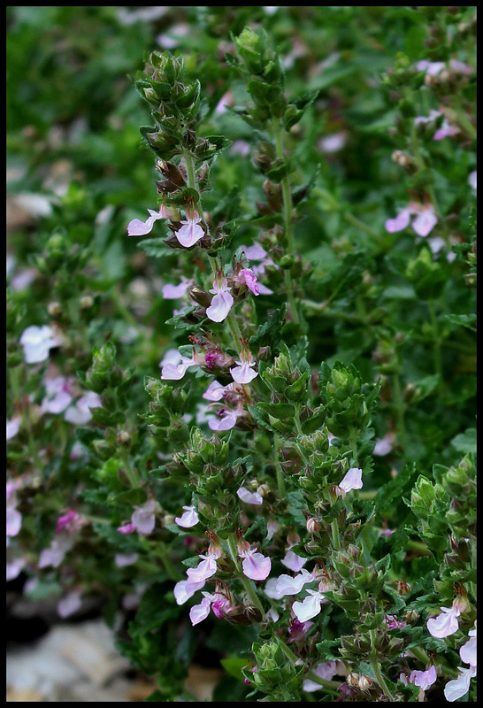 Teucrium chamaedrys , germandrée petit-chêne