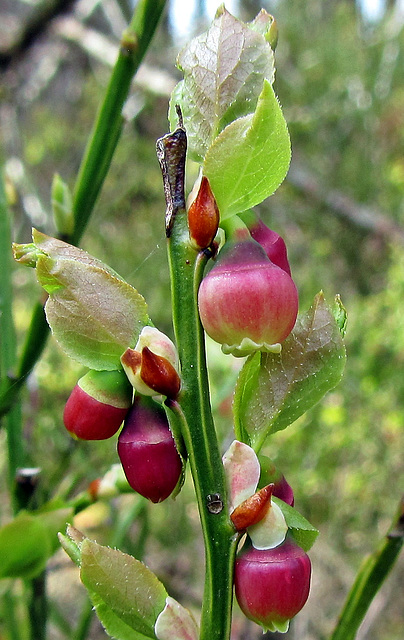 Bilberry – (Vaccinium Myrtillus) in Springtime (cropped)