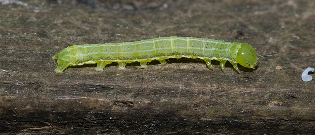 CaterpillarIMG 4856