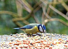 Blue tit (7)