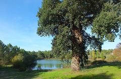 Vieux chêne liège