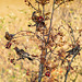 Fieldfare at Woodhead  (1 of 3)