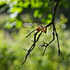 Branch, Leaves and Bokeh