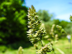 20230531 0359CPw [D~LIP] Gewöhnliches KNAULGRAS (Dactylis glomerata agg), UWZ, Bad Salzuflen