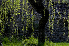 Tornar als matins lluminosos