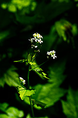 5D3 0211-FHD