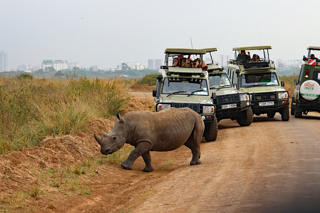 Nairobi National Park traffic jam