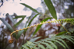 Structures of Jungle II.