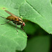 Fly
