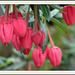 .Crinodendron hookerianum ..Arbre aux lanternes du Chili