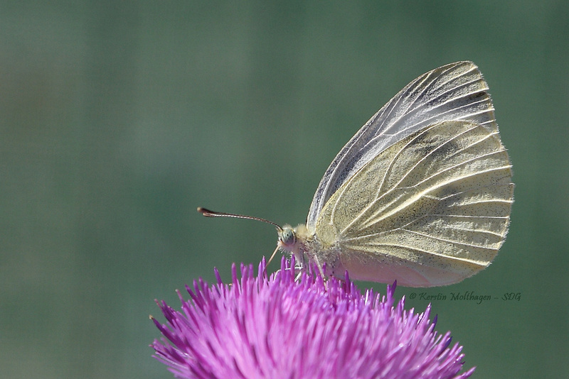 Die Distel und der Schmetterling