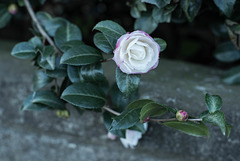 White camellia blossom